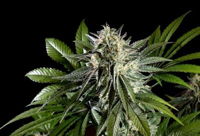 Mexican Sativa
